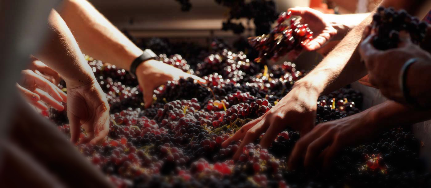 Image of Grapes